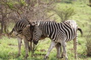 plain_zebra (3)